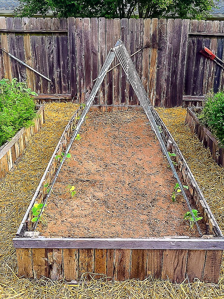 Small backyard raised bed organic garden with cattle panel A-frame trellises