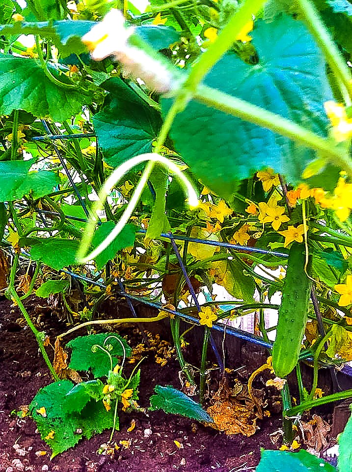 Cucumbers growing vertically on a trellis in an organic backyard garden