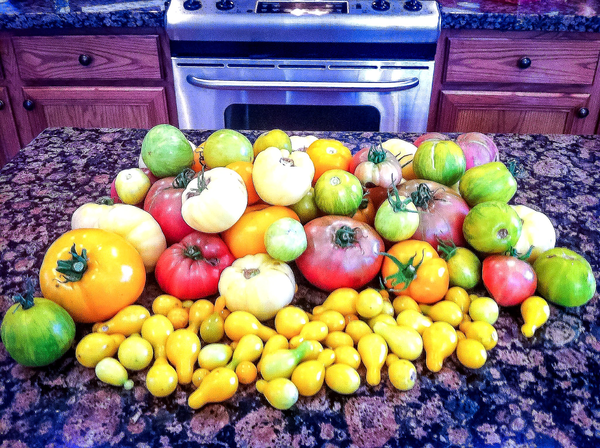 Fresh heirloom tomato harvest from a small organic backyard garden