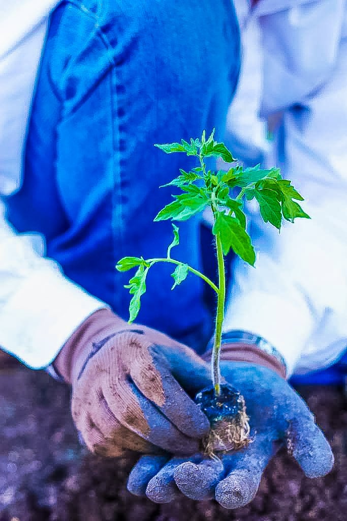 How to grow tomatoes --step by step instructions! | JenniferCooks.com
