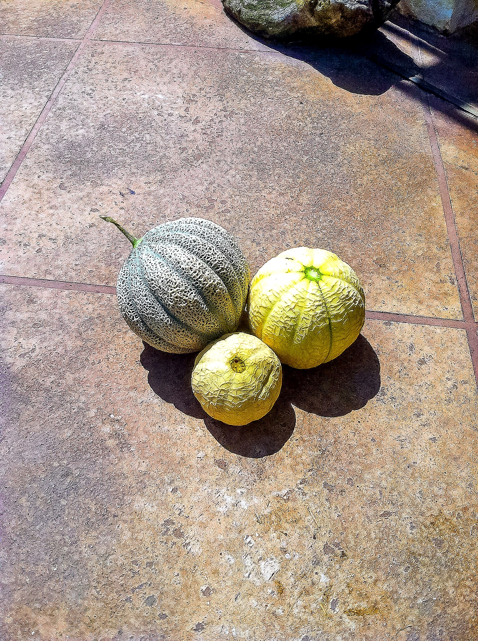 Israel melons harvested from a small backyard organic garden