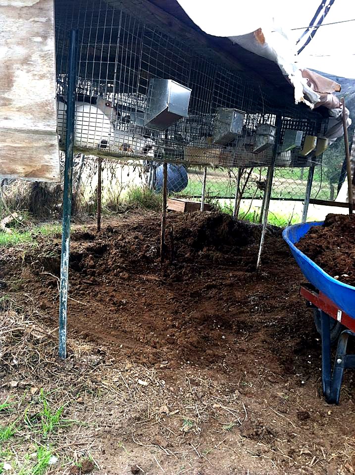Pickup truck load of rabbit manure used as an organic garden soil amendment