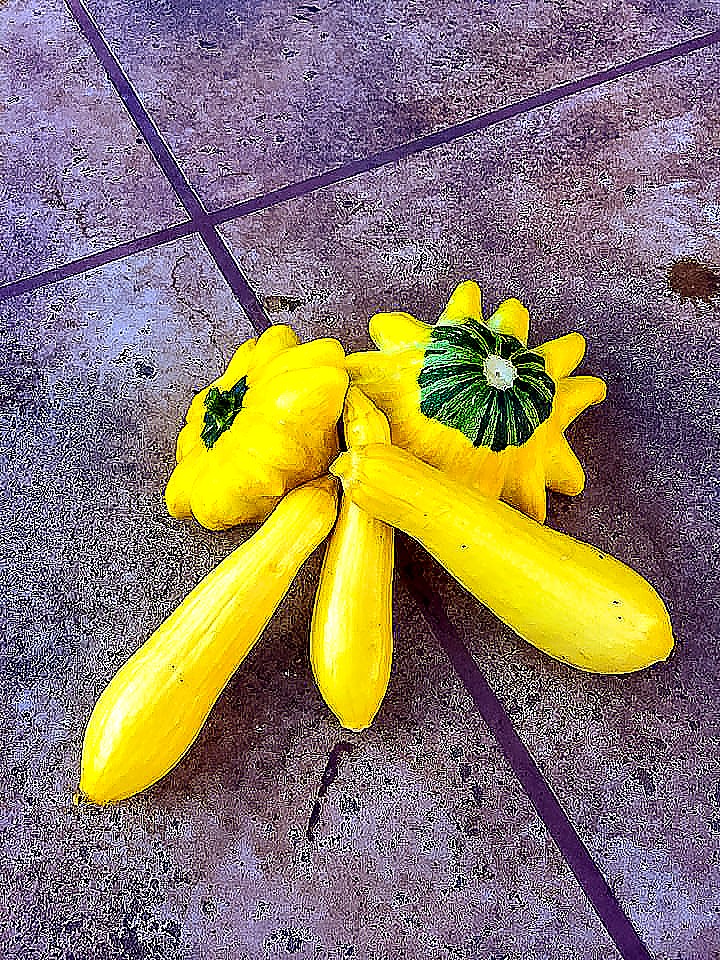 Summer squash and patty pan squash harvested from a small organic garden