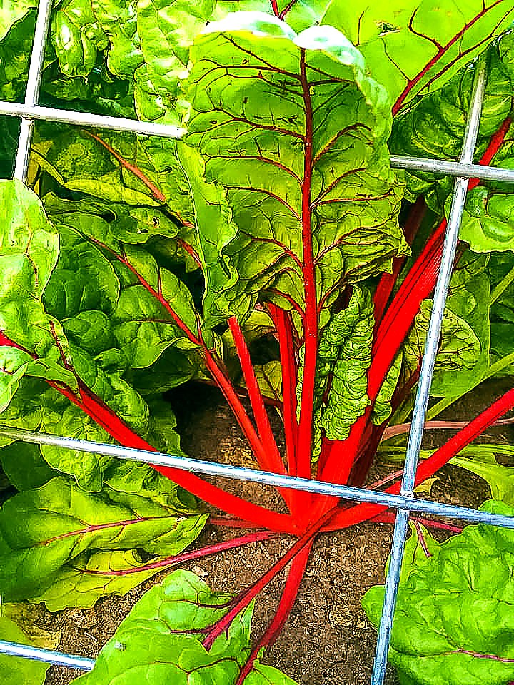 Ruby red Swiss chard growing in a small organic backyard garden