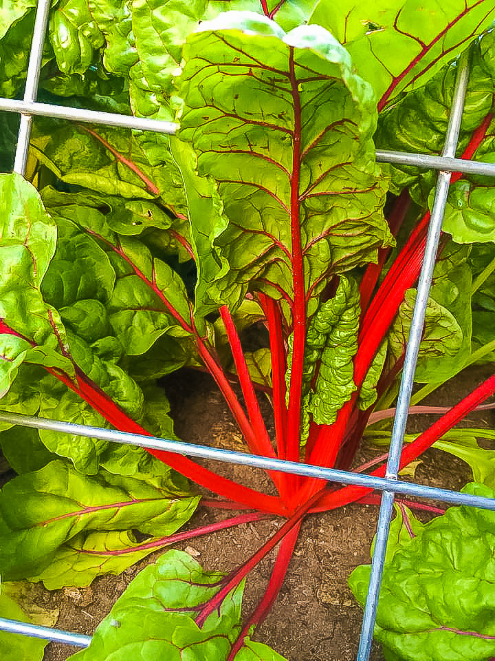 Urban vegetable garden -- 10 Steps to Start an Organic Garden | JenniferCooks.com