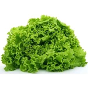 Fresh Green Leaf Lettuce