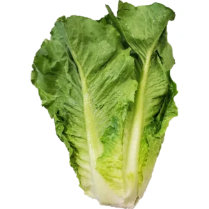 Fresh Romaine Lettuce