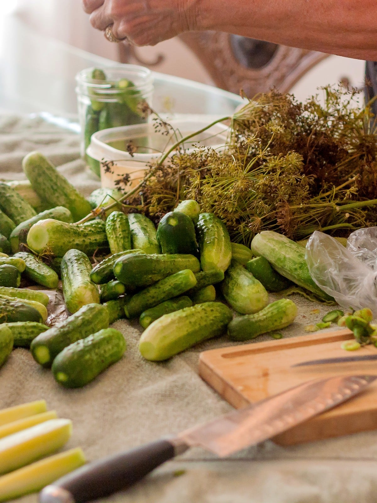 Family table covered with pickling cucumbers, dill, and garlic for homemade dill pickles